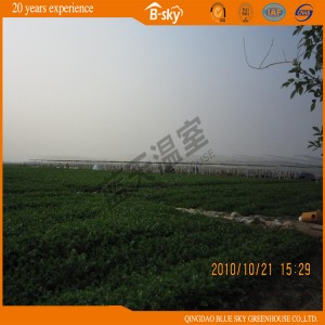 High Output Glass Greenhouse for Planting Vegetables and Fruits