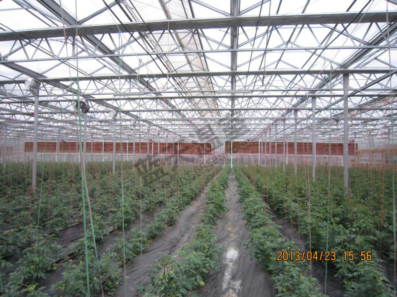 Durable Venlo Type Multi-Span Glass Greenhouse for Planting Vegetables&Fruits