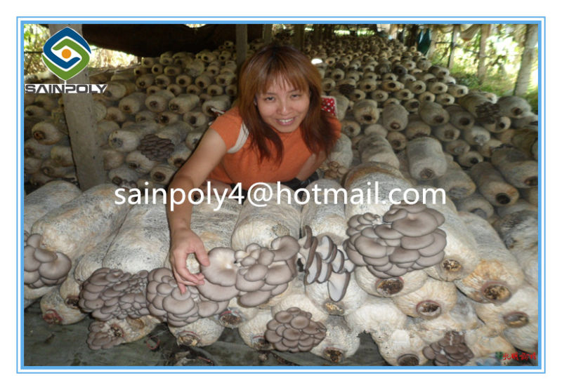 High Quality Multi-Span Film Greenhouse for Mushroom