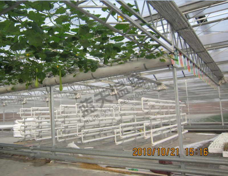 Multi-Span Glass Greenhouse for Planting Vegetables and Fruits