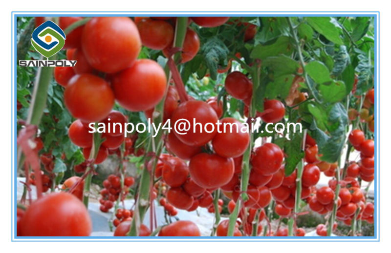 Agricultural Plastic-Film Greenhouse for Tomato for Sale