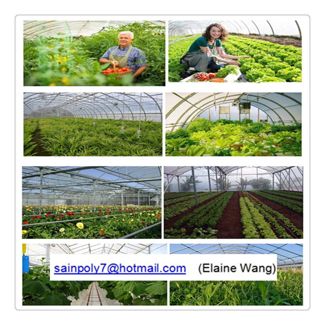 Commercial Large Size Hydroponics Glass Green House for Tomato