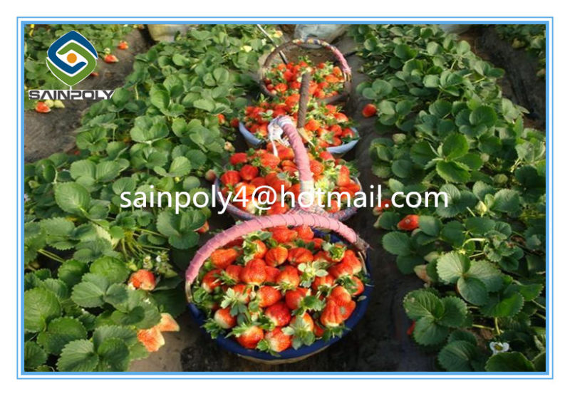 High Quality Plastic-Film Greenhouse for Strawberry