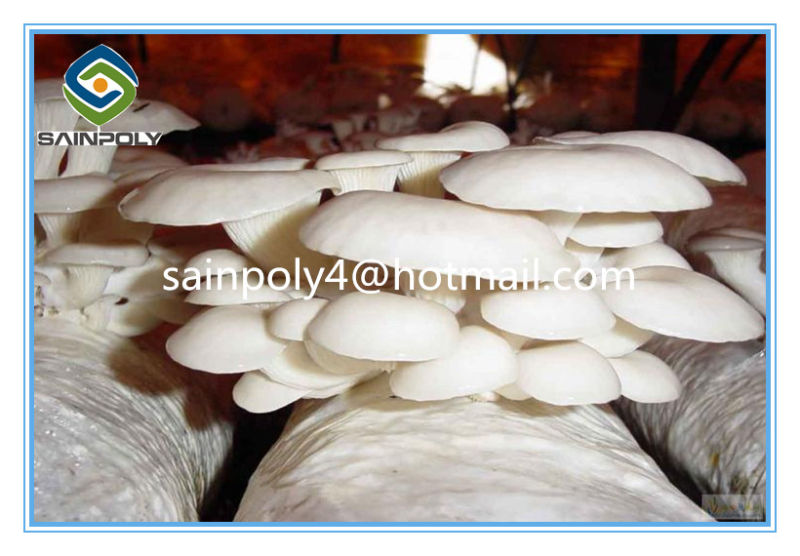 High Quality Multi-Span Film Greenhouse for Mushroom