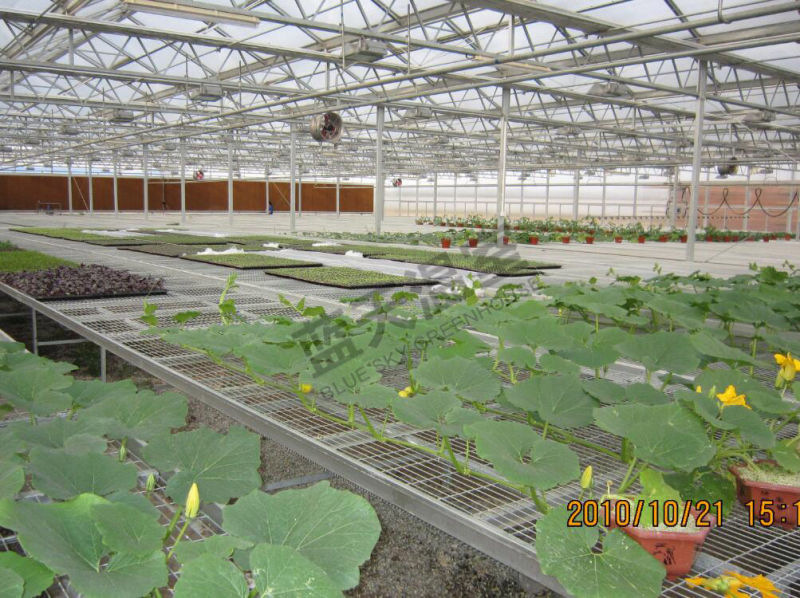 Glass Greenhouse for Planting Vegetables and Fruits