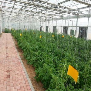 PC Growing Greenhouse for Hydroponics Nft Lettuce