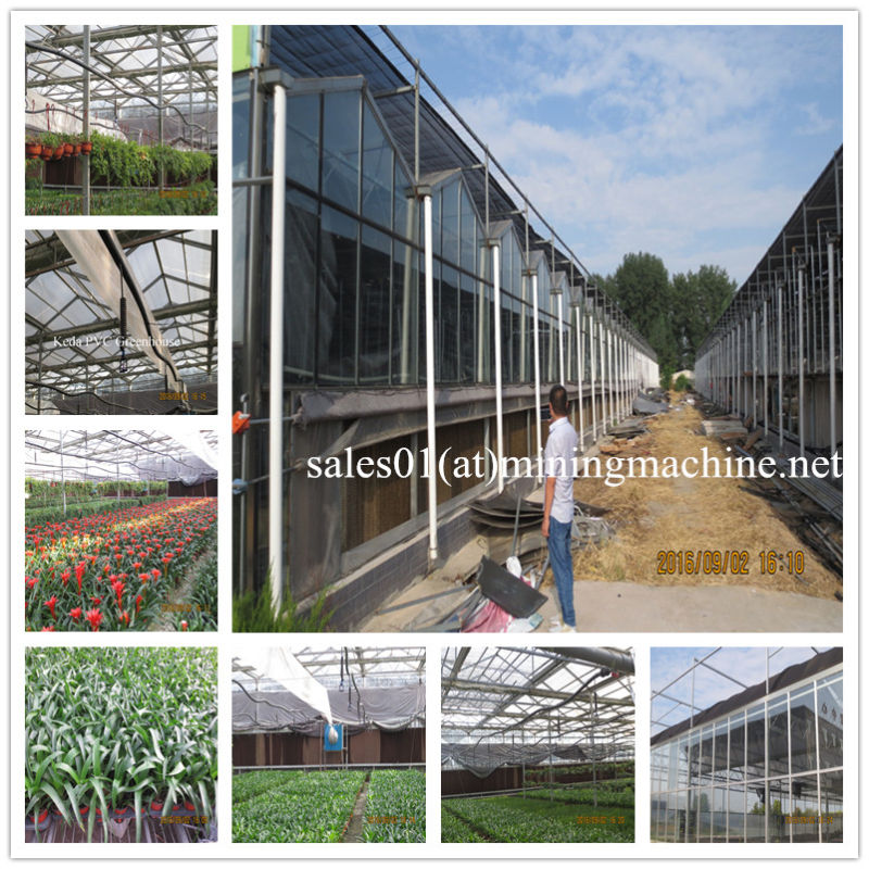 Factory- Direct Glass Galvanized Pipe Garden Cabage Greenhouse for Sale