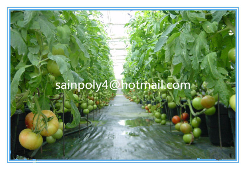 Agricultural Plastic-Film Greenhouse for Tomato for Sale