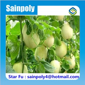 Modern Design Film Greenhouse for Sale for Muskmelon