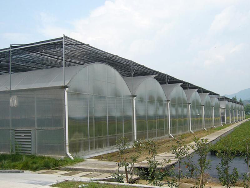 Agricultural Plastic-Film Greenhouse for Tomato for Sale