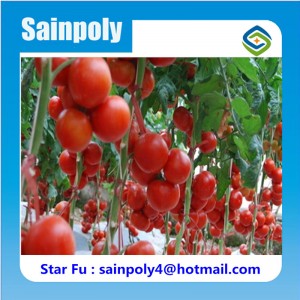 Agricultural Plastic-Film Greenhouse for Tomato for Sale