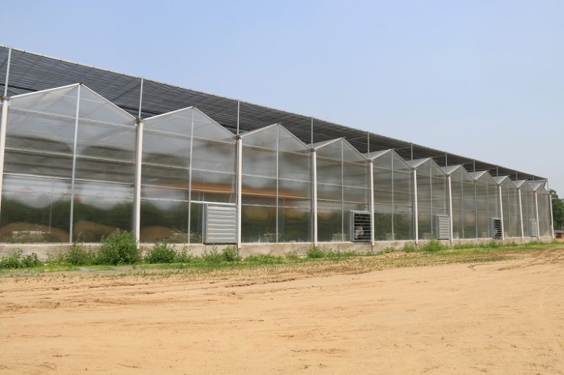 Venlo Polycarbonate Sheet Greenhouse for Garden