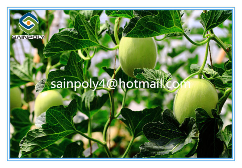 Modern Design Film Greenhouse for Sale for Muskmelon