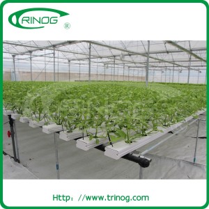 Salad vegetable hydroponics growing for sale