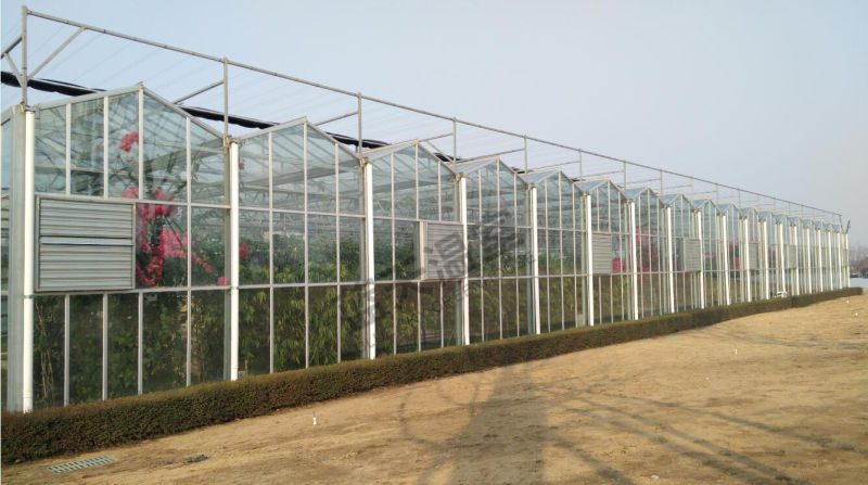 Commercial Venlo Type Glass Greenhouse