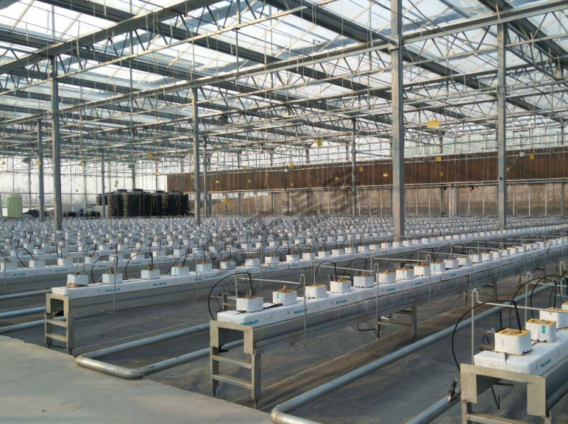 Venlo Type Multi-Span Glass Greenhouse