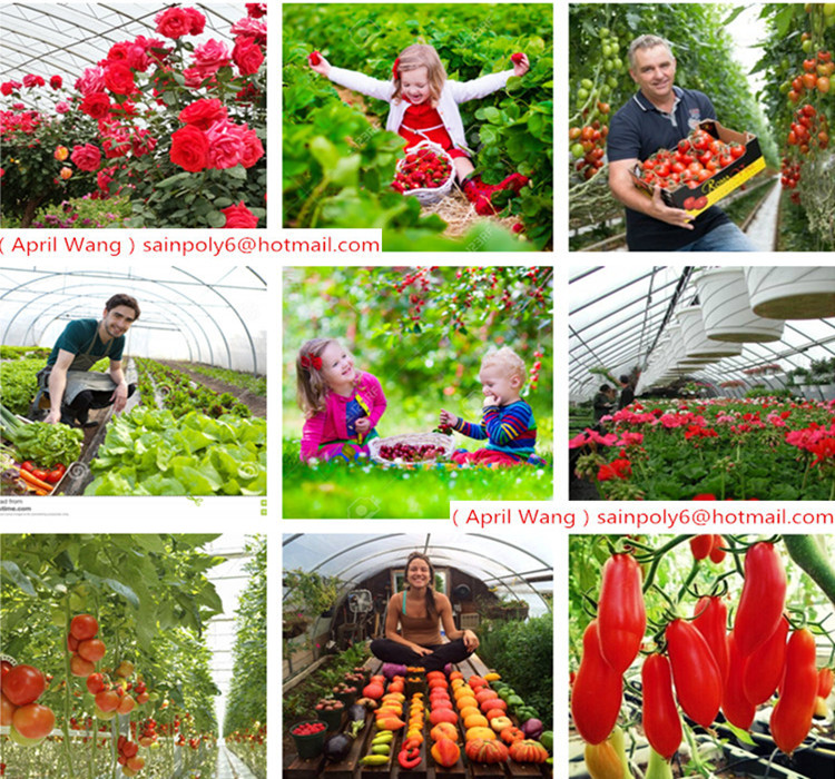Wholesale Plastic-Film Greenhouse for Vegetable