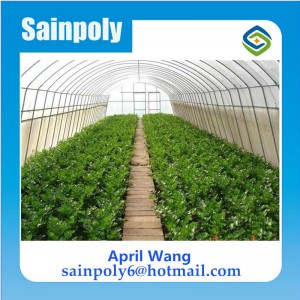 Wholesale Plastic-Film Greenhouse for Potato