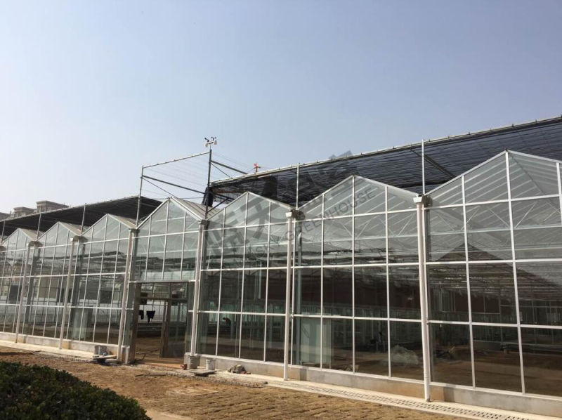 Commercial Glass Greenhouse for Planting Garden Fruits&Vegetables
