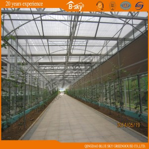Commercial Venlo Type Glass Greenhouse