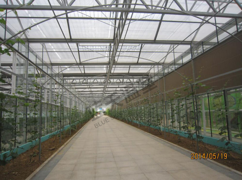 Beautiful and Priactical Venlo Type Glass Greenhouse