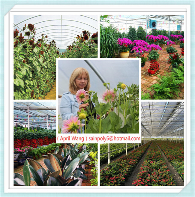 Wholesale PC Sheet Multi-Span Venlo Greenhouse for Hydroponic