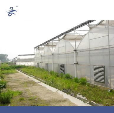 Large Size and Multi-Span Agriculture Greenhouse, Venlo/Arch Type Green House