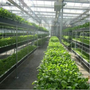 PC Agricultural Greenhouse Vegetable Greenhouses