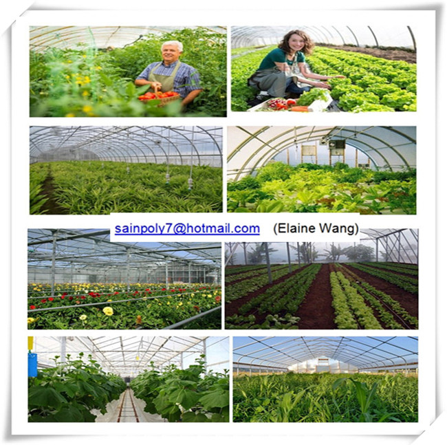 Commercial Plastic Shed Greenhouse for Tomato