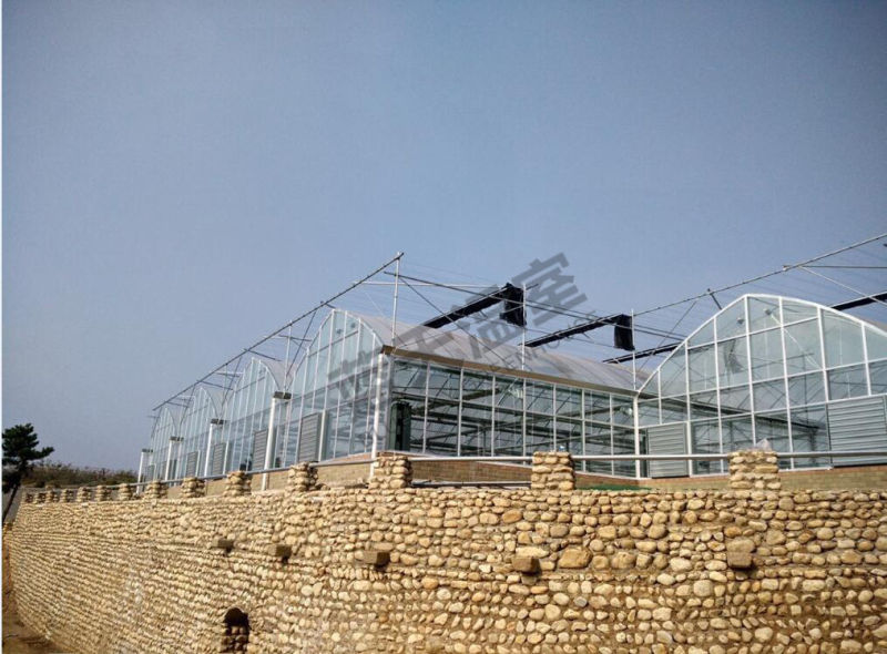 China Supplier F-Clean Multi-Span Film Greenhouse with Glass Wall