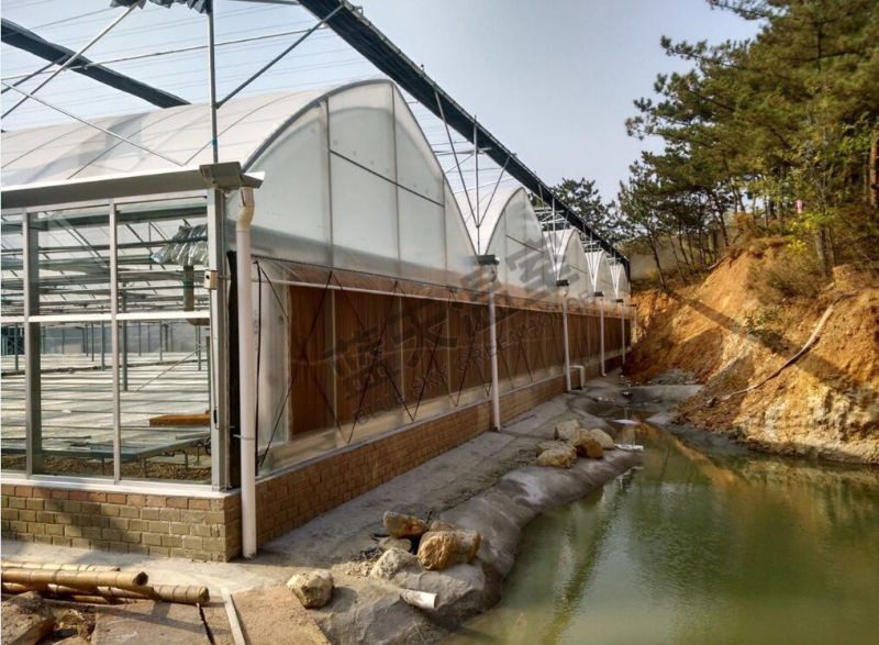 High Quality F-Clean Multi-Span Film Greenhouse with Glass Wall