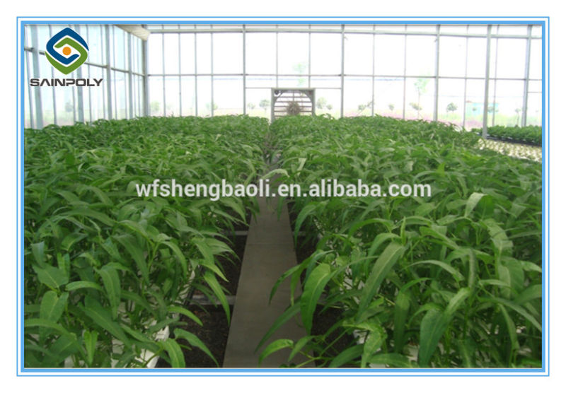 Low Cost High Quality Agricultural Used Hydroponic Greenhouse