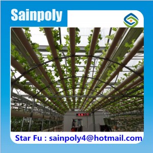 Professional Factory New Design Hydroponic Greenhouse for Vegetable