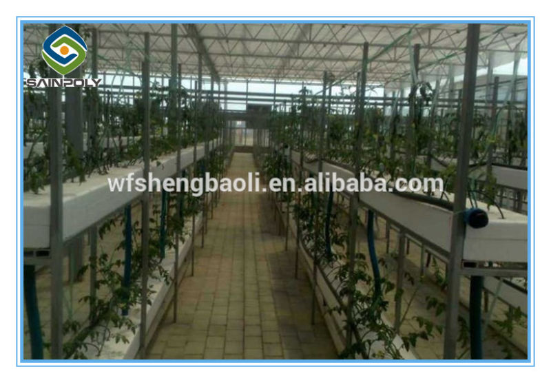 Professional Factory New Design Hydroponic Greenhouse for Vegetable