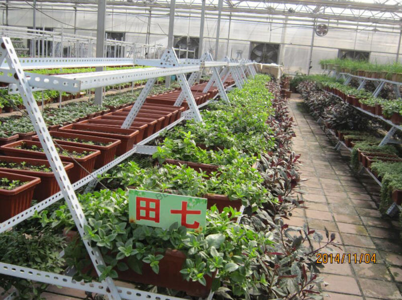 China Supplier Film Roof Glass Wall Greenhouse for Planting Vegetables