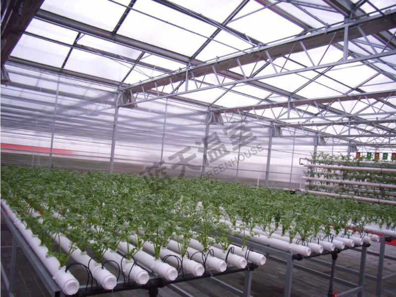 Durable Venlo Type Multi-Span Glass Greenhouse for Planting Vegetables