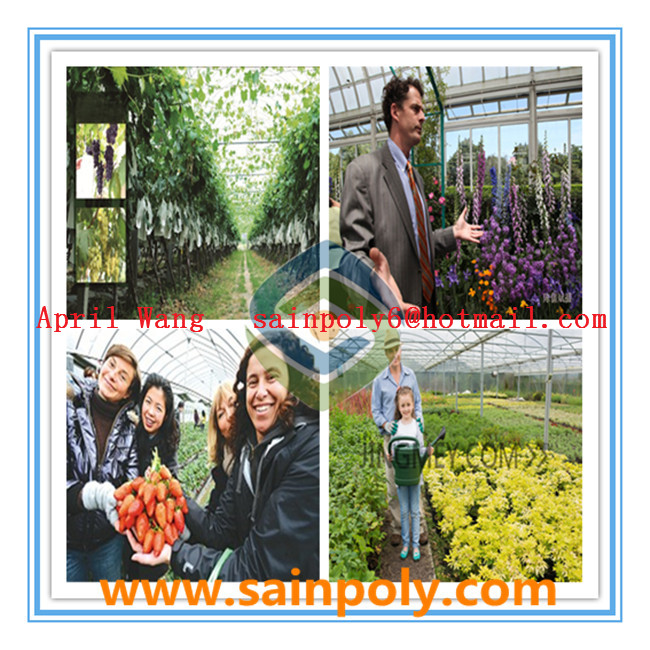 High Quality Polycarbonate Greenhouse for Agricultural
