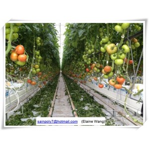 Commercial Plastic Shed Greenhouse for Tomato