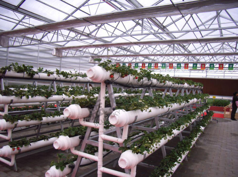 High Quality Venlo Type Multi-Span Glass Greenhouse for Planting Vegetables