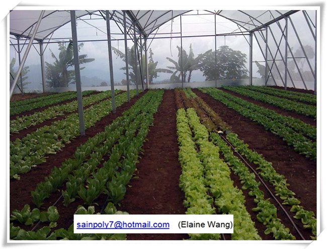 Hydroponic System China Factory Price Plastic Film Greenhouse for Growing Cucumber