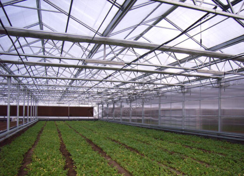 High Quality Venlo Type Multi-Span Glass Greenhouse for Planting Vegetables