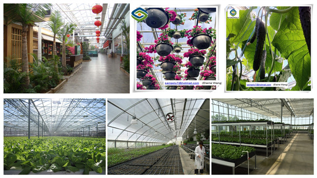 Factory Price PC Sheet Greenhouse with Hydroponic System for Flowers