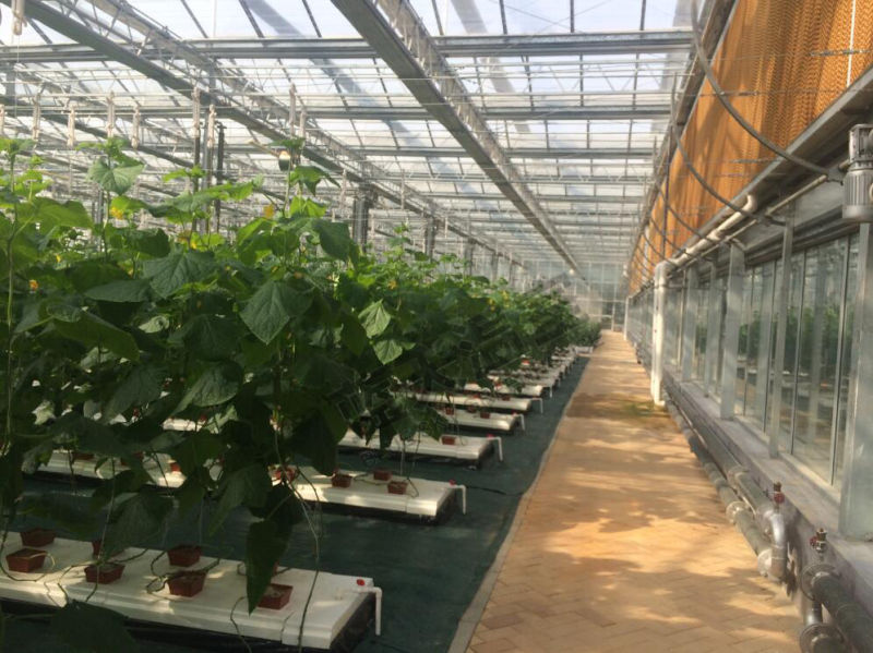 High Output Glass Greenhouse for Agricultural Planting