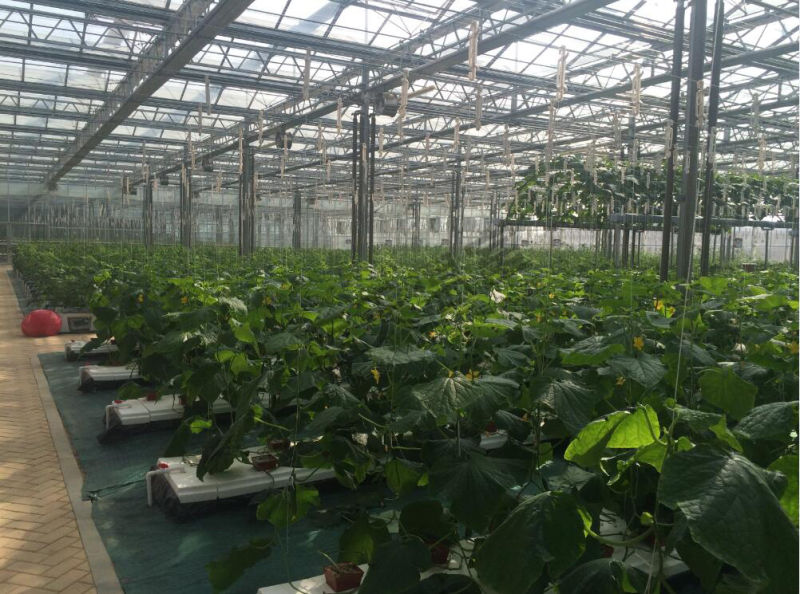 High Cost Performance Glass Greenhouse for Agricultural Planting