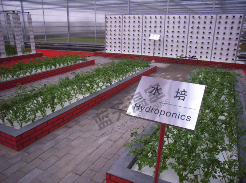 High Yield Polycarbonate Board Multi-Span Greenhouse