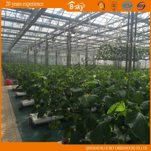 High Cost Performance Glass Greenhouse for Agricultural Planting
