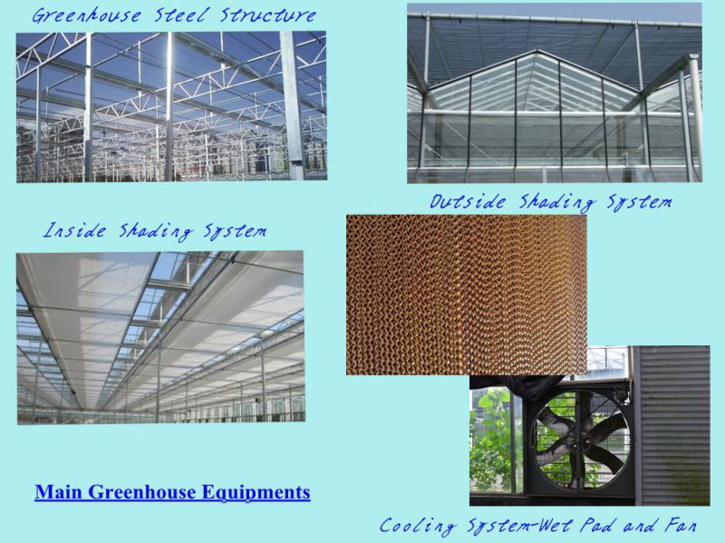 Venlo Type Glass Greenhouse for Vegetable and Flowers Growing