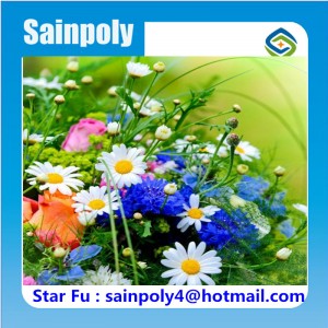 Horticultural Glass Greenhouse for Flower Growing
