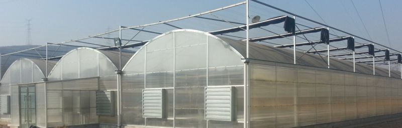 Vegetable Planting Plastic Tunnel Greenhouse