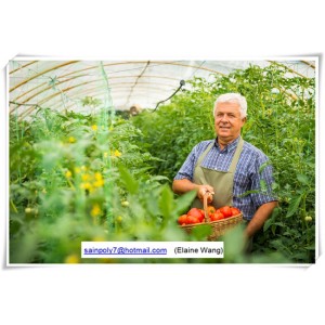 China Factory High Quality Film Green House for Tomato